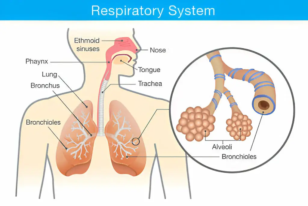 support lung health naturally